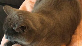 Пылесосим серого кота - смотреть видео (0:30)