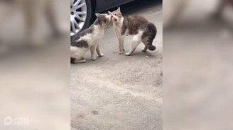 Не смей меня нюхать! - смотреть видео (0:30)