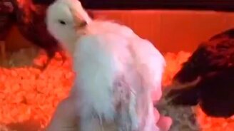 Реакция коллектива на ЧП - смотреть видео (0:25)