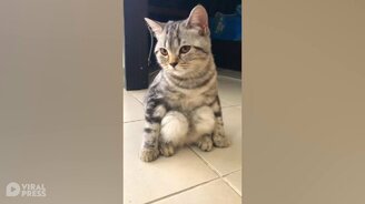 Кот, сидящий на корточках - смотреть видео (0:29)