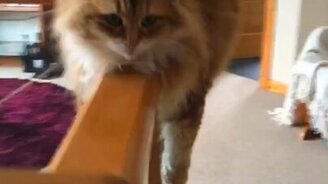 Отдых бесстрашной кошки - смотреть видео (0:11)