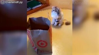 Весёленькие собаки и коты - смотреть видео (11:05)