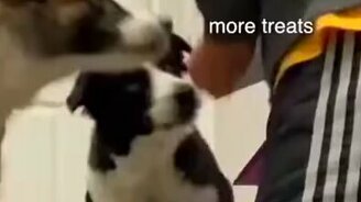 Учим собак закрывать двери - смотреть видео (0:59)