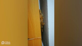 Ловкая луговая собачка - смотреть видео (0:52)