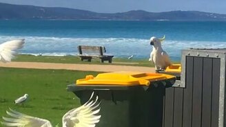 Умный какаду и мусорный бак - смотреть видео (0:32)