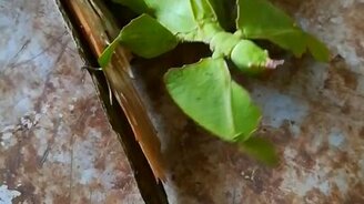 Ходячий лист - смотреть видео (0:37)