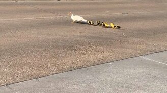 Очень счастливое утиное семейство - смотреть видео (0:25)