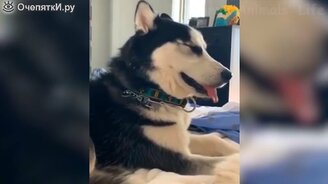 Кошки и собаки, полные задора - смотреть видео (12:25)