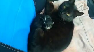 Если оставил приоткрытым стекло у авто - смотреть видео (0:52)