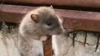 Хочешь жить - умей и по арматуре лазать - смотреть видео (0:19)