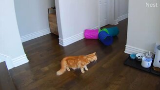 Как кошка себя напугала - смотреть видео (0:55)