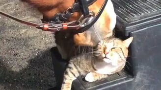 Как лошадь любит кошку - смотреть видео (0:23)