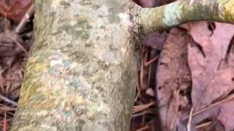 Самая уникальная ветка - смотреть видео (0:13)