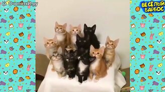 Сборка весёлых сюжетов с питомцами - смотреть видео (9:00)