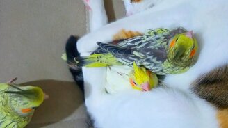 Кошка - гнездо для птиц - смотреть видео (0:24)