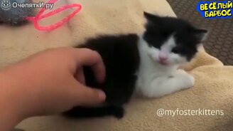 Кошки, собаки и другие питомцы в весёлых сюжетах - смотреть видео (9:16)