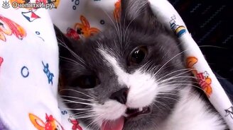 6 минут со смешными питомцами - смотреть видео (5:31)