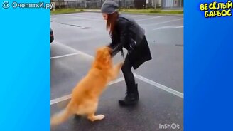 Кошки и собаки веселят нас - смотреть видео (9:43)