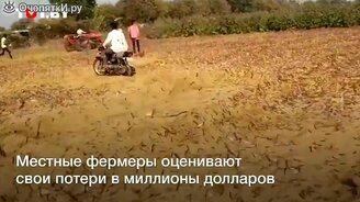 Нашествие саранчи на севере Индии - смотреть видео (0:17)