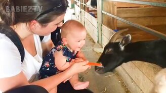 Животные шокируют детей - смотреть видео (5:55)