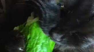 Кот пожирает огурец - смотреть видео (0:10)