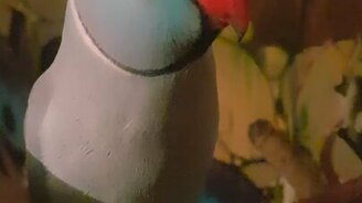 Где у попугая кнопочка - смотреть видео (0:18)