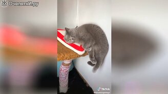 Загадочные и смешные питомцы - смотреть видео (5:47)