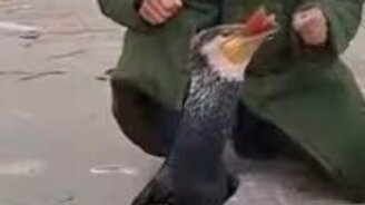 Китайская рыбалка - смотреть видео (5:52)