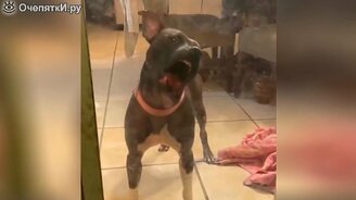 Весёлые коты и псы - смотреть видео (6:25)