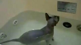 Водоплавающий кот - смотреть видео (0:32)