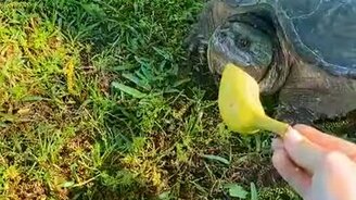 На что способна черепаха - смотреть видео (0:09)