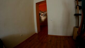 Ну пойдём, я тебя поглажу - смотреть видео (0:24)