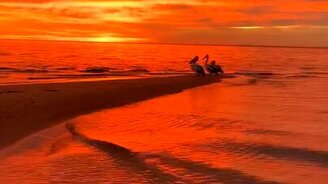 Пеликаны любуются закатом - смотреть видео (0:13)