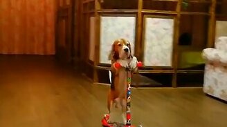 Собака едет на самокате - смотреть видео (0:04)