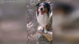 Почти восемь минут с котами и другими питомцами - смотреть видео (7:47)