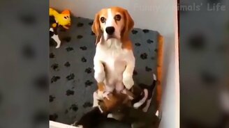 Коты, псы и другие звери в казусах - смотреть видео (11:35)