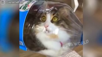 Смешные щенята, котята и другие питомцы - смотреть видео (6:28)