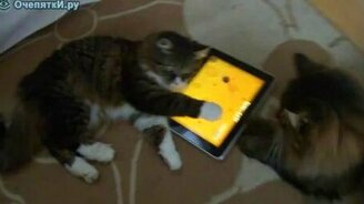 Гламурные кошки - смотреть видео (1:39)