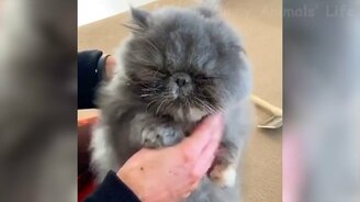 Смешинки с собаками и кошками - смотреть видео (11:36)