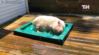 Яркое, увлекательное и смешное за неделю - смотреть видео (10:27)