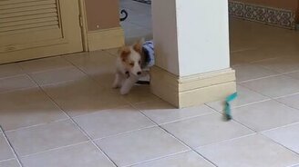 Зарядка для щенка в домашних условиях - смотреть видео (0:12)