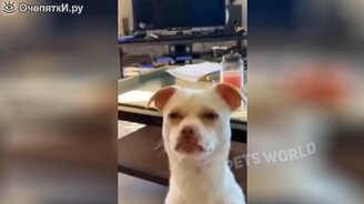 Казусы с котами и другими животными - смотреть видео (5:32)