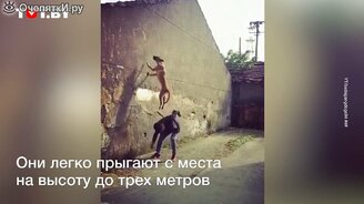 Собака, которая запрыгивает на дерево - смотреть видео (0:18)