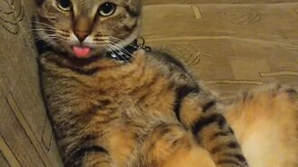 Когда кот полностью расслабился - смотреть видео (0:13)