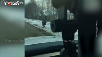 Водитель не ожидал такой встречи на дороге - смотреть видео (0:23)