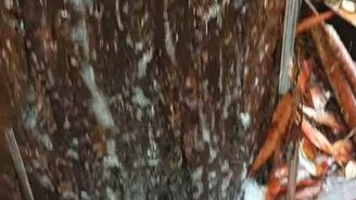 Сокотечение эвкалипта - смотреть видео (0:21)