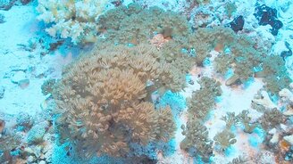 Кораллы в Красном море - смотреть видео (0:23)