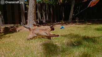 Движения кошки в замедлении - смотреть видео (4:39)