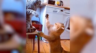 11 с половиной минут с кошками и собаками - смотреть видео (11:34)