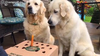 30 внезапных и курьёзных моментов - смотреть видео (13:49)